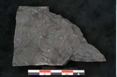 Foto (Detailansicht) von Callipteris sp.  (NHMW-GEO-2024-0188-10924)